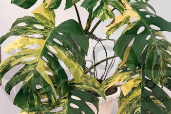 Монстера Йеллоу Сплеш Monstera deliciosa Yellow Splash