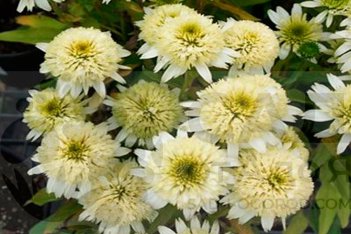 Эхинацея Меренга Echinacea purpurea Meringue