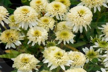 Эхинацея Меренга Echinacea purpurea Meringue