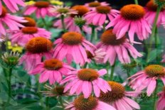 Эхинацея пурпурная Магнус Echinacea purpurea Magnus