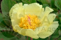 Пион Млокосевича Paeonia daurica ssp. mlokosewitschii