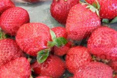 Земляника Сизоже Fragaria Cijosée