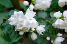 Чубушник Сноубелл Philadelphus x virginalis Snowbelle