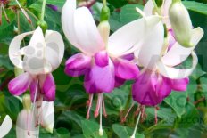 Фуксия Дельта Сара Fuchsia hybrida Delta's Sarah