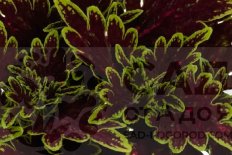 Колеус Блюма Мэйн Стрит Бурбон Стрит Coleus blumei Main Street Bourbon Street