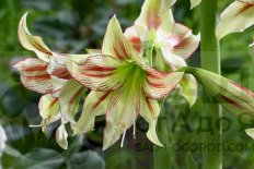 Гиппеаструм Клеопатра Hippeastrum Cleopatra