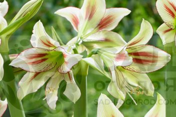 Гиппеаструм Клеопатра Hippeastrum Cleopatra