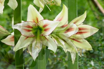 Гиппеаструм Клеопатра Hippeastrum Cleopatra