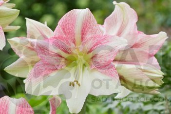 Гиппеаструм Дуэт Кэнди Hippeastrum Duet Candy