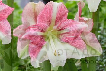 Гиппеаструм Дуэт Кэнди Hippeastrum Duet Candy