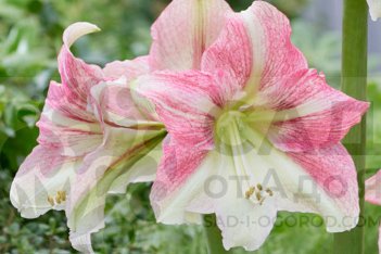 Гиппеаструм Дуэт Кэнди Hippeastrum Duet Candy