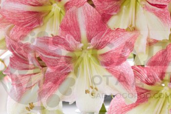 Гиппеаструм Дуэт Кэнди Hippeastrum Duet Candy