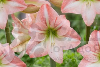 Гиппеаструм Фэй Hippeastrum Fay