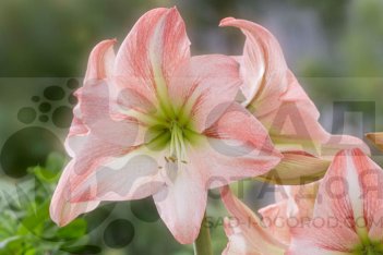 Гиппеаструм Фэй Hippeastrum Fay