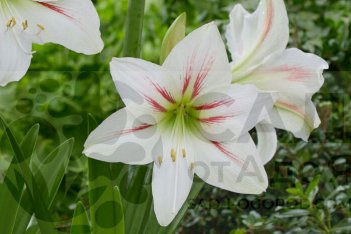 Гиппеаструм Гейша Hippeastrum Geisha
