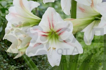 Гиппеаструм Гейша Hippeastrum Geisha
