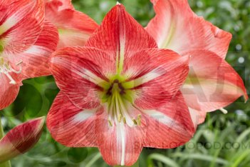 Гиппеаструм Шайнинг Стар Hippeastrum Shining Star