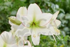 Гиппеаструм Сисси Hippeastrum Sissi