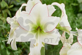 Гиппеаструм Сисси Hippeastrum Sissi