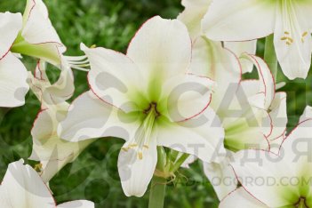 Гиппеаструм Сисси Hippeastrum Sissi