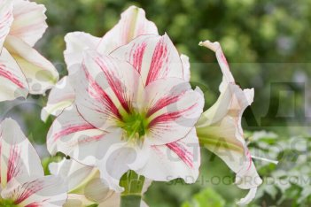 Гиппеаструм Смузи Hippeastrum Smoothie