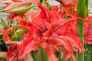 Гиппеаструм Вайлд Романс Hippeastrum Wild Romance