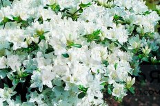 Рододендрон тупой Кермезина Альба Rhododendron obtusum Kermesina Alba