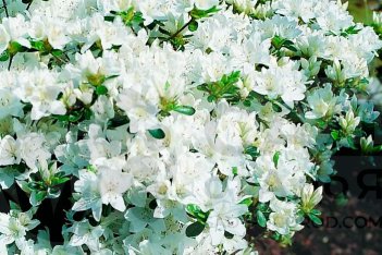 Рододендрон тупой Кермезина Альба Rhododendron obtusum Kermesina Alba