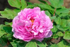 Пион древовидный Шэн Гэ Цзинь Paeonia suffruticosa Sheng Ge Jin