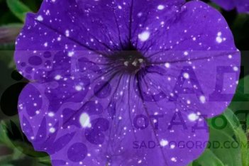 Петуния Сплеш Дэнс Болеро Блю Petunia hybrida Splash Dance Bolero Blue