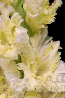 Гладиолус Белый и Пушистый