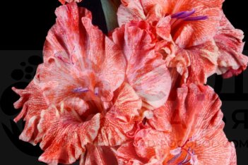 Гладиолус Муаровый Иней