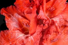 Гладиолус Китайская невеста