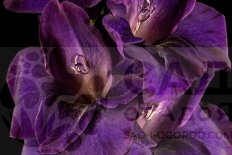 Гладиолус Марсианский Закат (В-17-393)