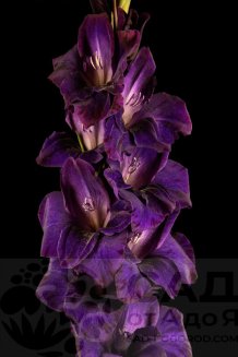 Гладиолус Марсианский Закат