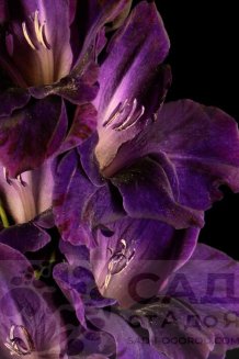 Гладиолус Марсианский Закат