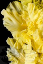 Гладиолус Страна Лимония