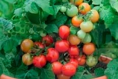 Рассада томатов черри Красная шапочка