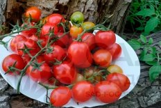 Рассада томатов-черри Вера f1