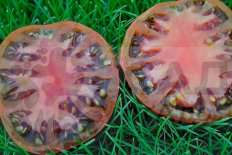 Рассада томатов Черные глаза