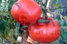 Рассада томатов Пегас