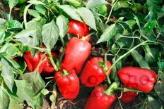 Рассада Перец сладкий Подарок Молдовы
