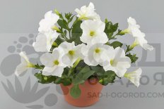 Петуния Гоу Туния Уайт Petunia Go!Tunia White