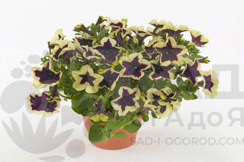 Петуния Французский поцелуй Go!Tunia French Kiss