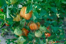 Рассада томатов Сердце Альбенги Cuore de Albenga