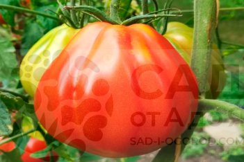 Рассада томатов Сердце Альбенги Cuore de Albenga