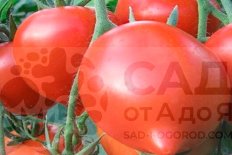 Рассада томатов Государь