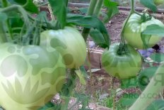 Рассада томатов Донской