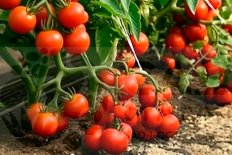 Рассада томатов Капитан