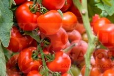 Рассада томатов Афродита